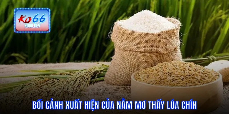 Bối cảnh xuất hiện của nằm mơ thấy lúa chín
