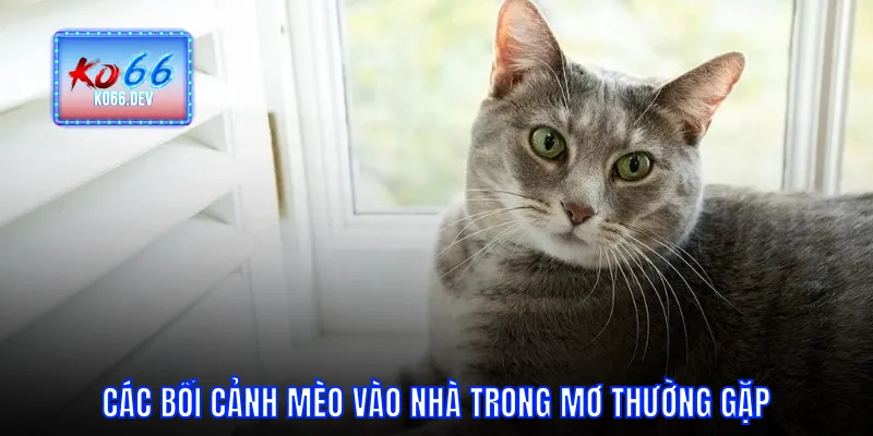 Các bối cảnh mèo vào nhà trong mơ thường gặp