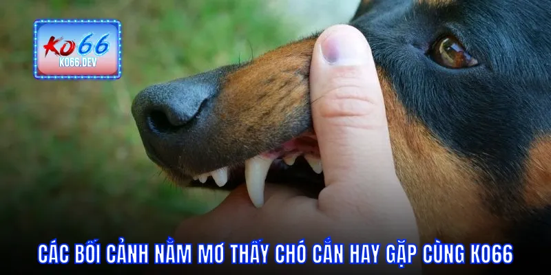Các bối cảnh nằm mơ thấy chó cắn hay gặp cùng KO66