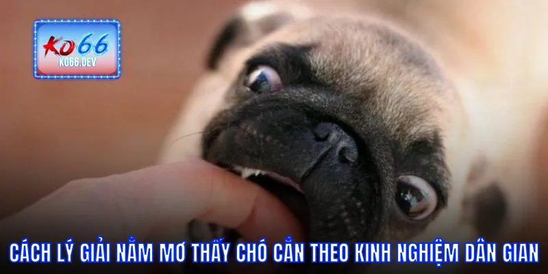 Cách lý giải nằm mơ thấy chó cắn theo kinh nghiệm dân gian