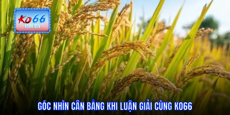 Góc nhìn cân bằng khi luận giải cùng KO66