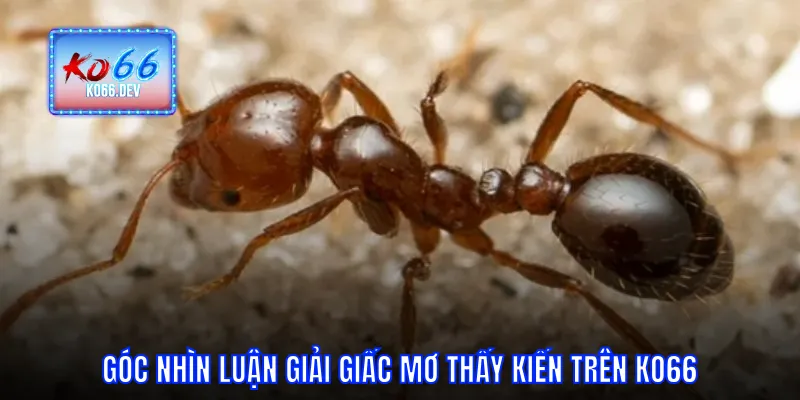 Góc nhìn luận giải giấc mơ thấy kiến cùng KO66