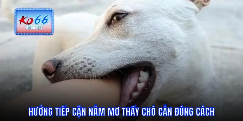 Hướng tiếp cận nằm mơ thấy chó cắn đúng cách