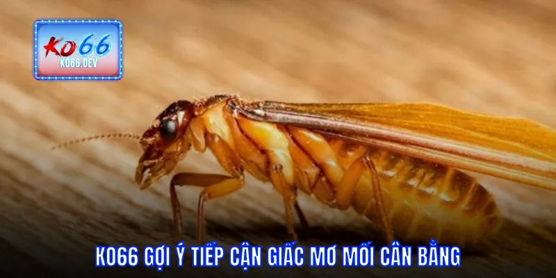 KO66 gợi ý tiếp cận giấc mơ mối cân bằng