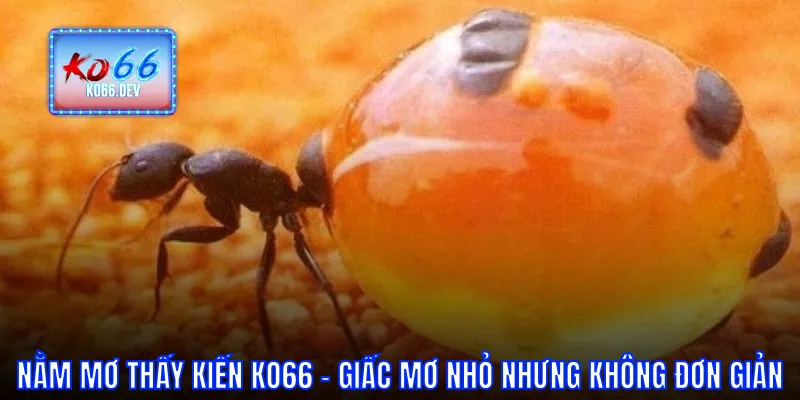 Nằm mơ thấy kiến