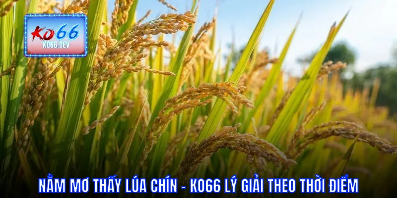 Nằm mơ thấy lúa chín