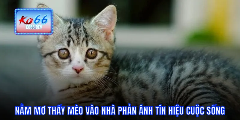 Nằm mơ thấy mèo vào nhà phản ánh tín hiệu cuộc sống