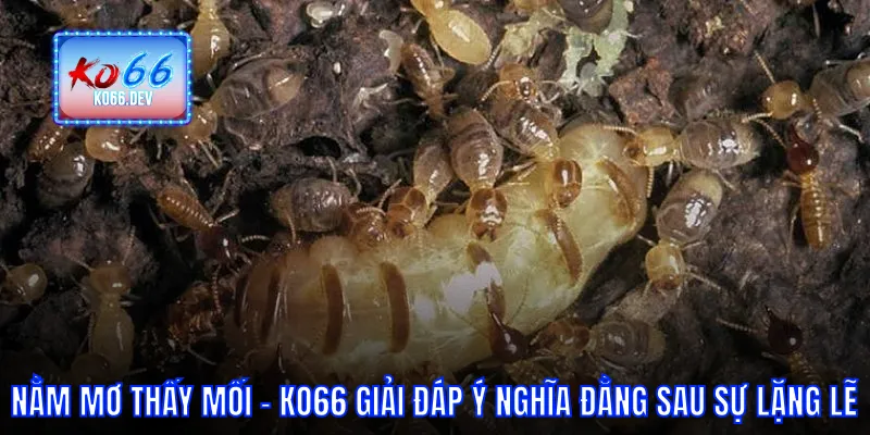 Nằm mơ thấy mối