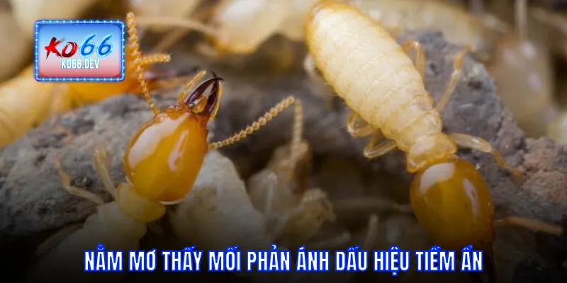 Nằm mơ thấy mối phản ánh dấu hiệu tiềm ẩn