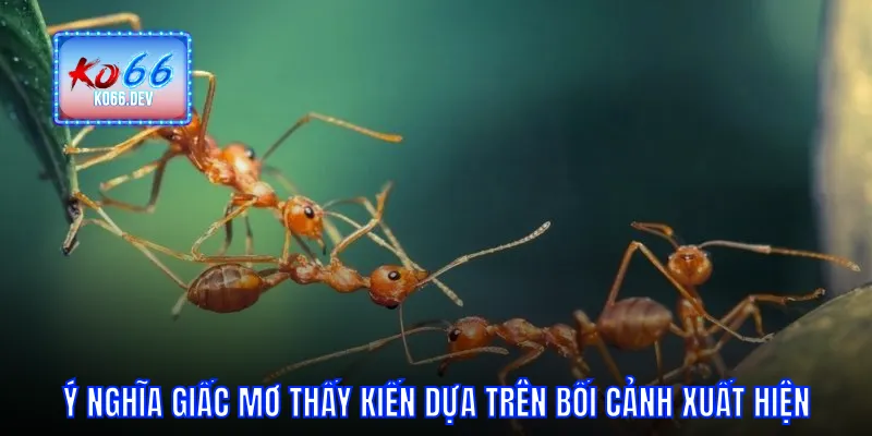 Ý nghĩa giấc mơ thấy kiến dựa trên bối cảnh xuất hiện