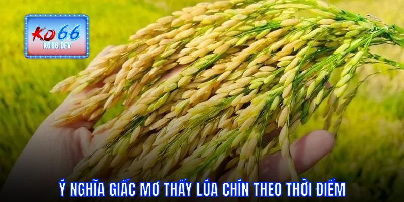 Ý nghĩa giấc mơ thấy lúa chín theo thời điểm